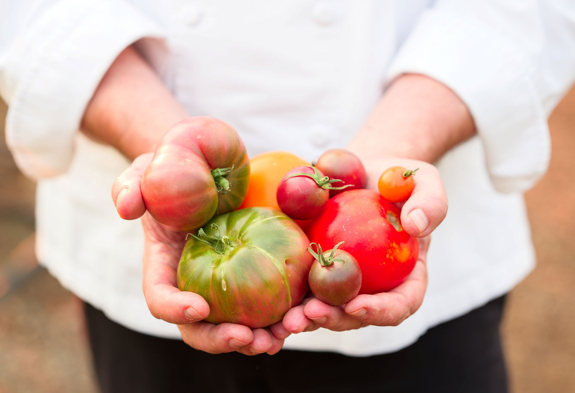 Fresh heirloom tomatoes held by a person in a white shirt, showcasing vibrant colors and ripe textures for summer garden-insp.