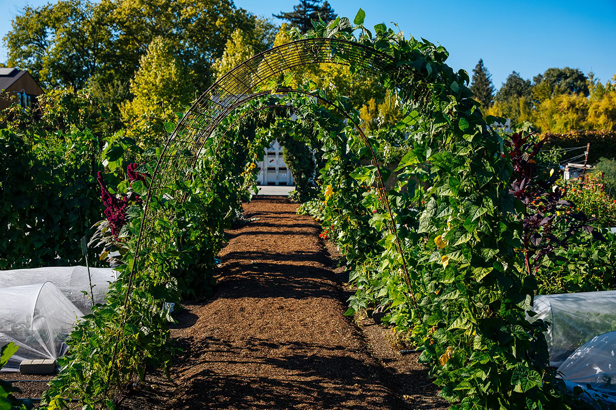 Vineyard archway at Cakebread Cellars with lush green grapevines on a sunny day.