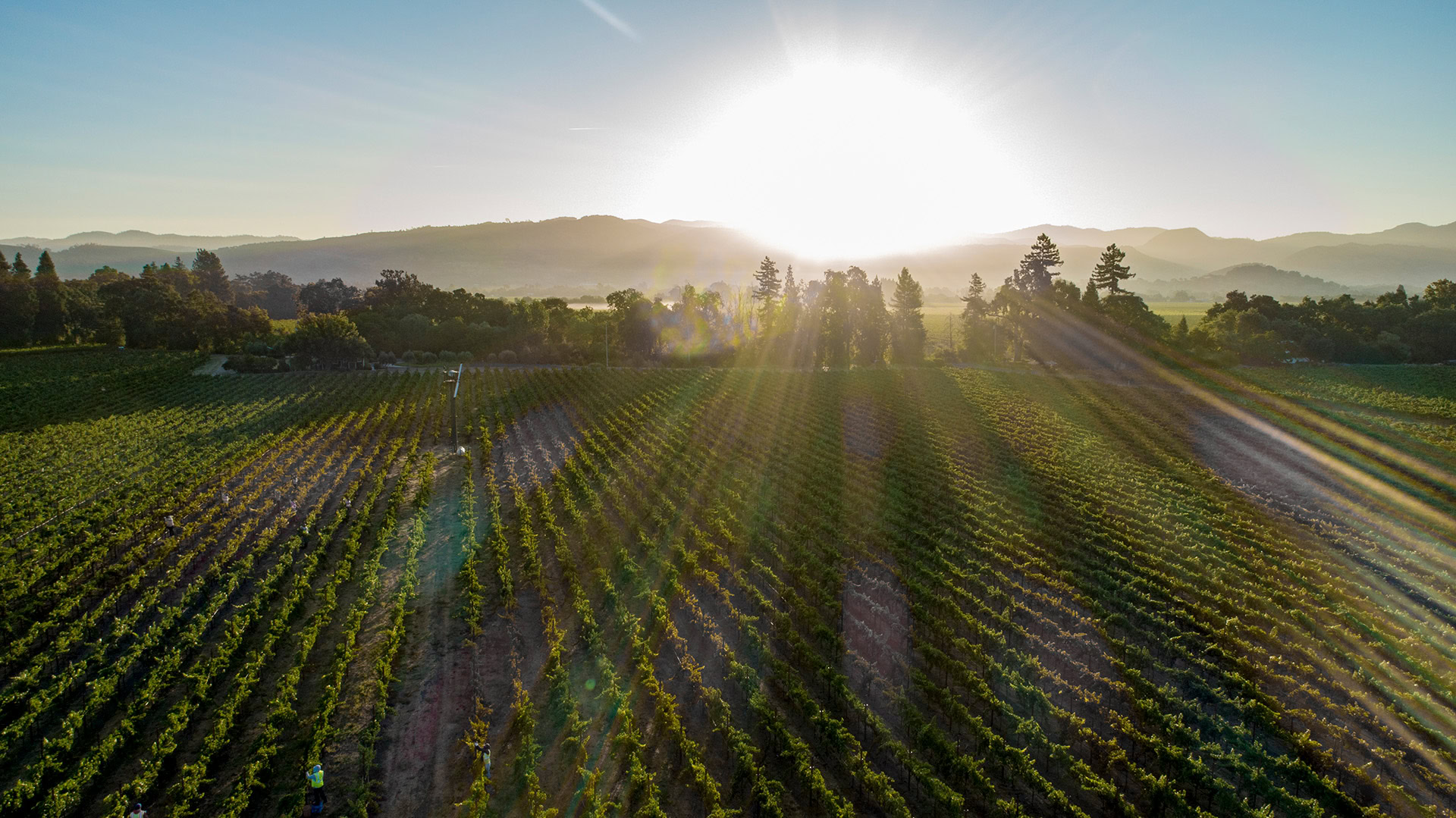 Vineyard at sunset at Cakebread Cellars with lush green rows and scenic hills in the background.