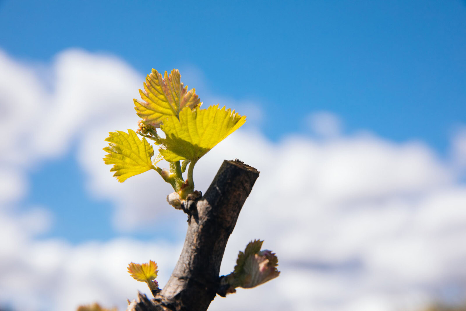 Vineyard grapevine sprout with young leaves against a blue sky.