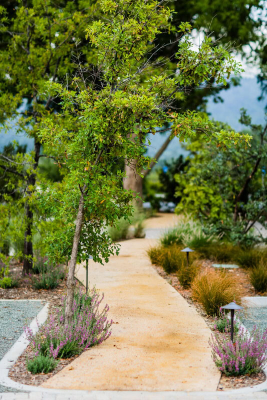 A lush garden pathway lined with trees and flowering plants at Cakebread Cellars.