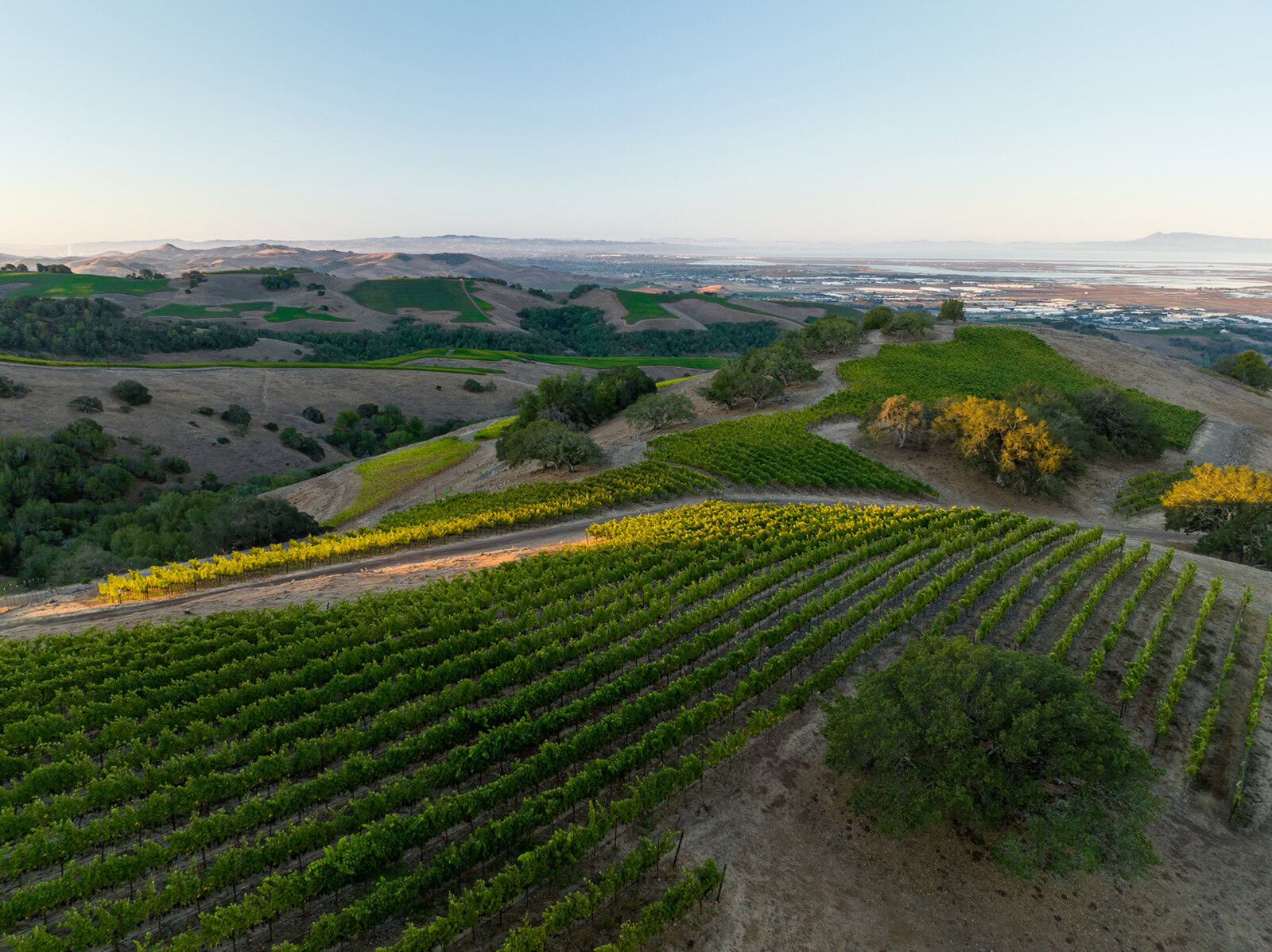 Suscol Ranches landscape at Cakebread Cellars with rolling hills and lush grapevines in Napa Valley during daytime.