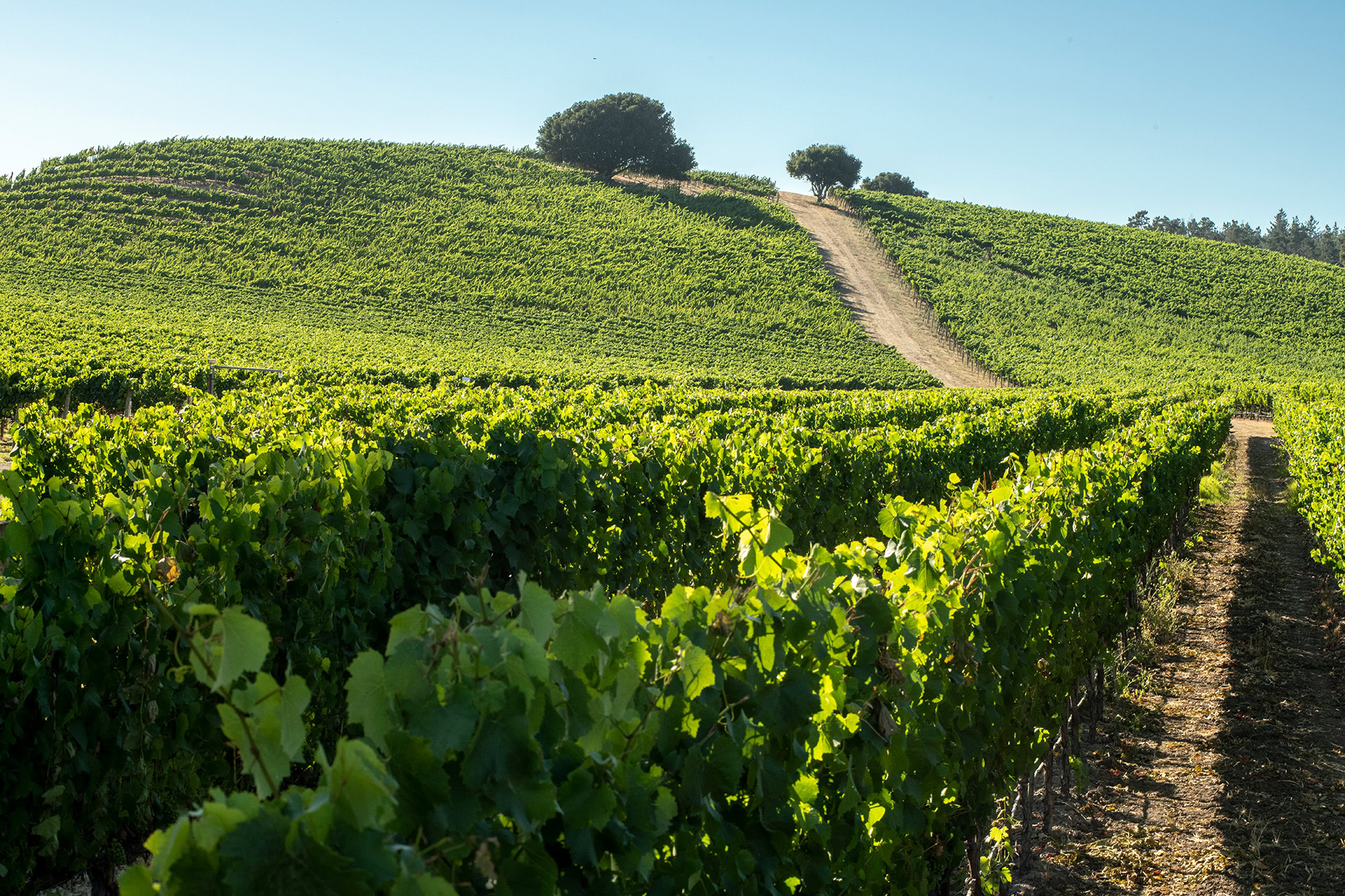 Vineyard at Cakebread Cellars with lush green grapevines on rolling hills under a clear blue sky.