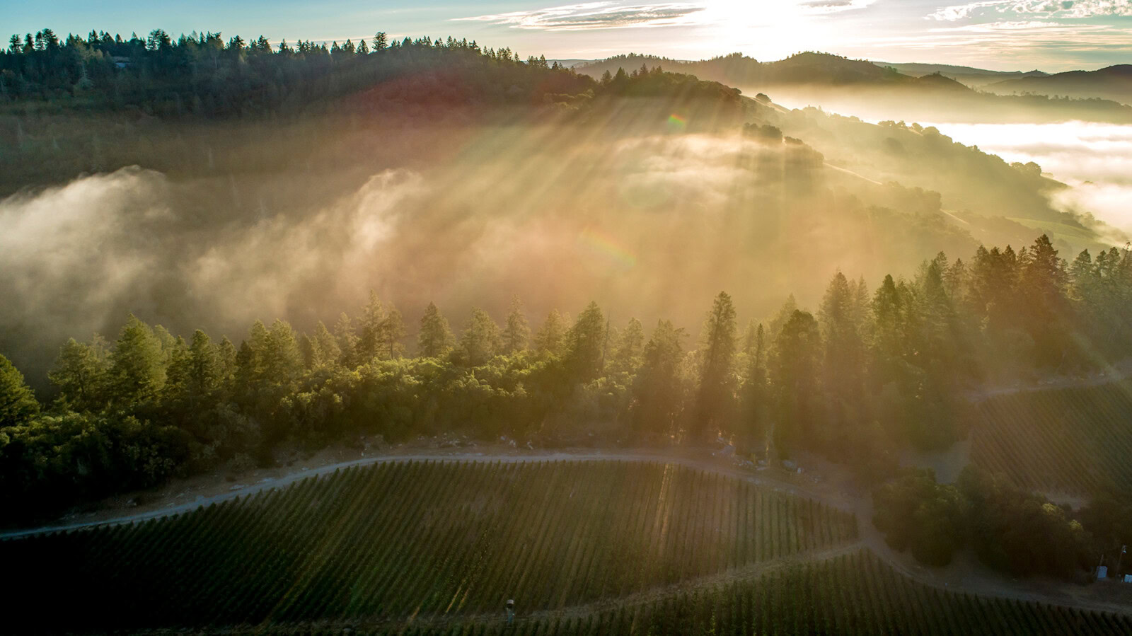A lush vineyard landscape at sunrise with rolling hills and mist in the background.