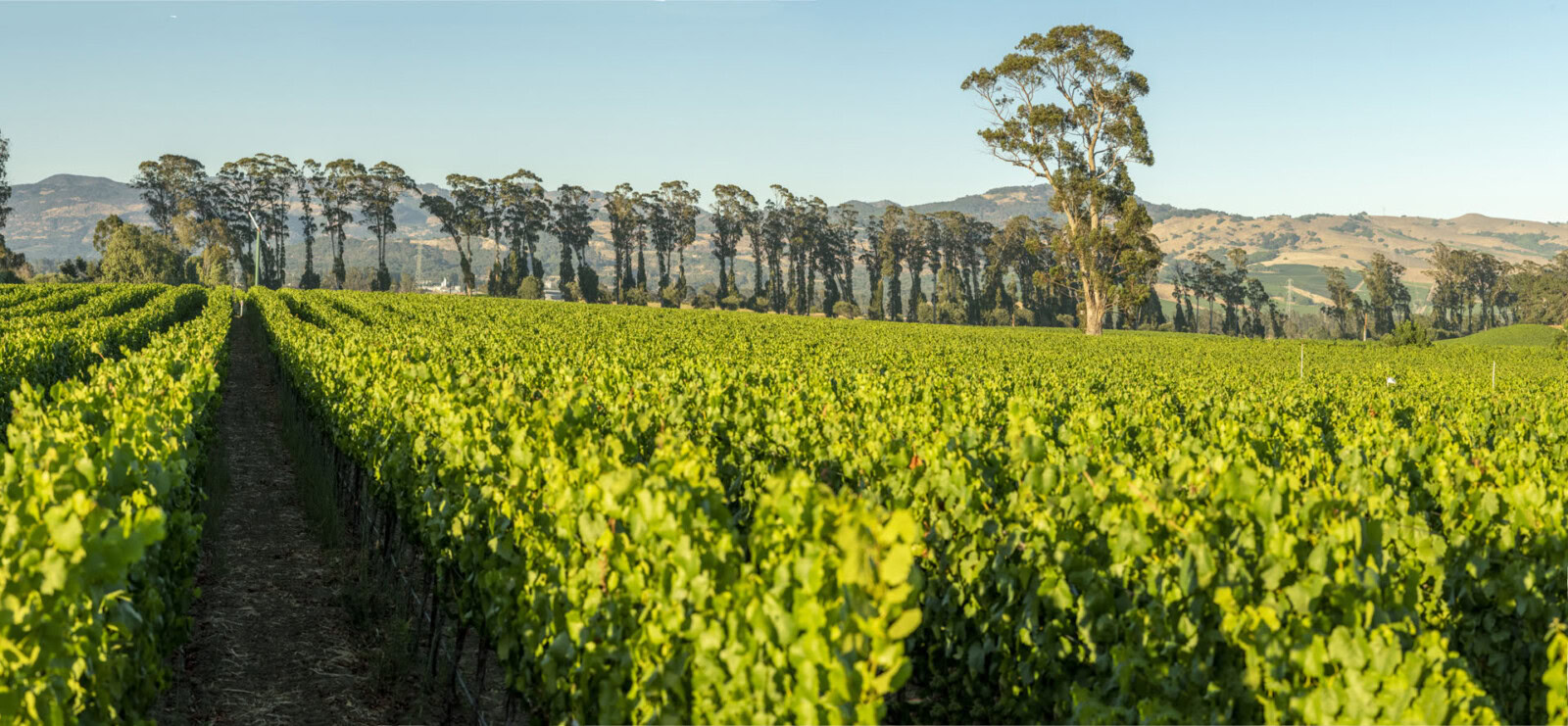 Vineyard at Cakebread Cellars with lush green grapevines and rolling hills in the background.