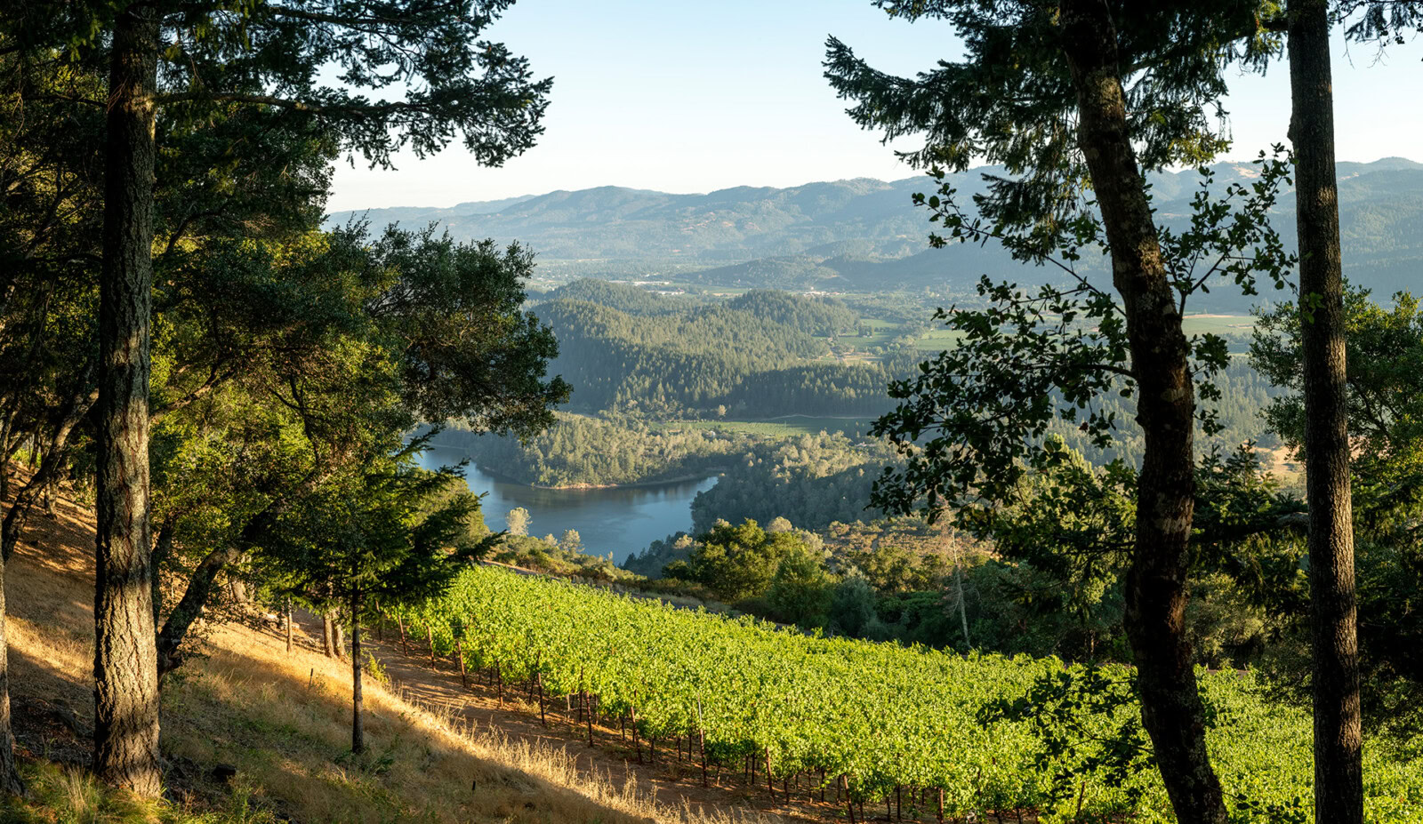 A lush Howell Mountain - Dancing Bear Ranch vineyard overlooking a scenic river and mountain landscape in Napa Valley.