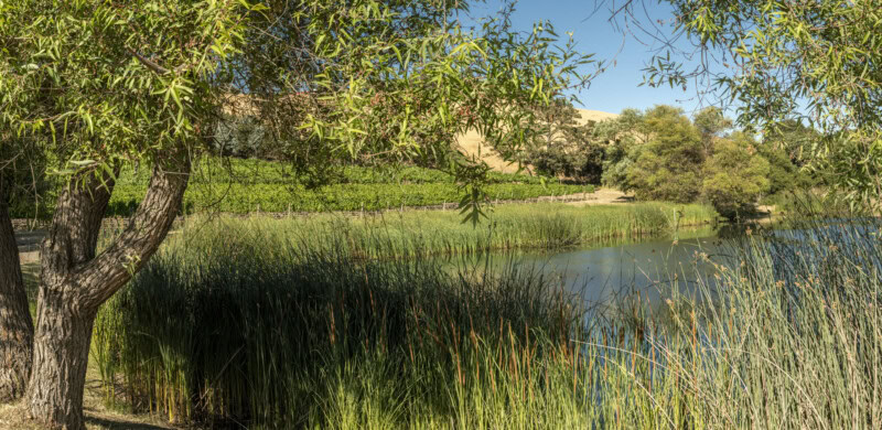 A lush vineyard landscape with a calm water body and green trees under a clear blue sky.