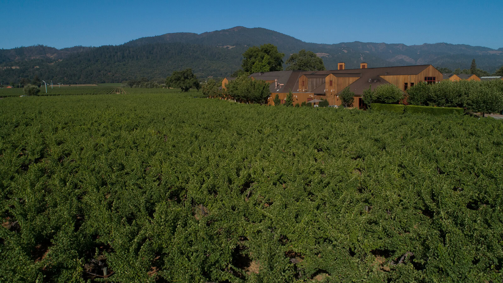 Vineyard at Cakebread Cellars with rolling hills and winery buildings in the background, under a clear blue sky.